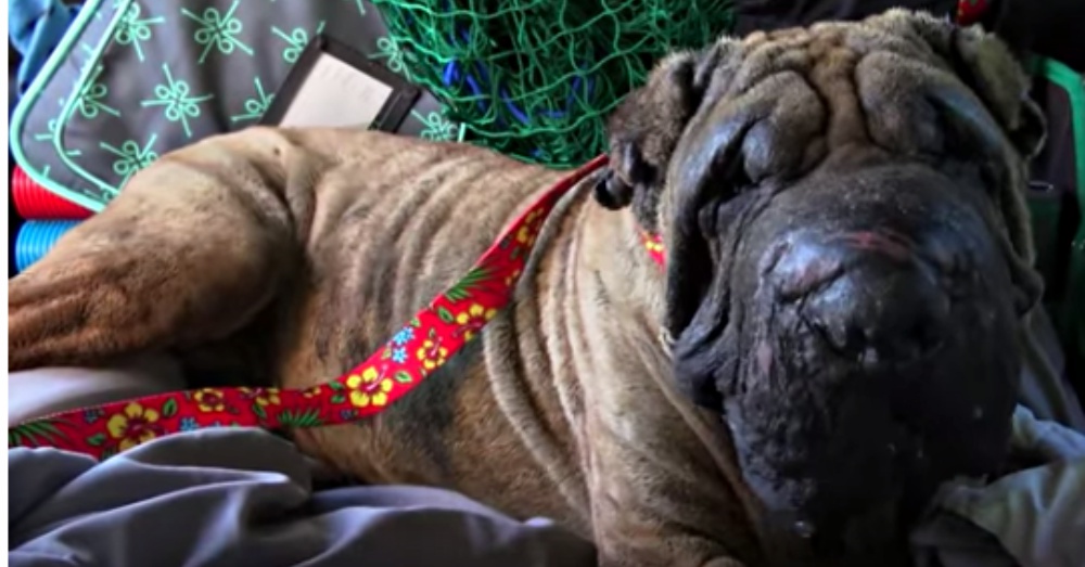Screen Shot: YouTube/Hope For Paws