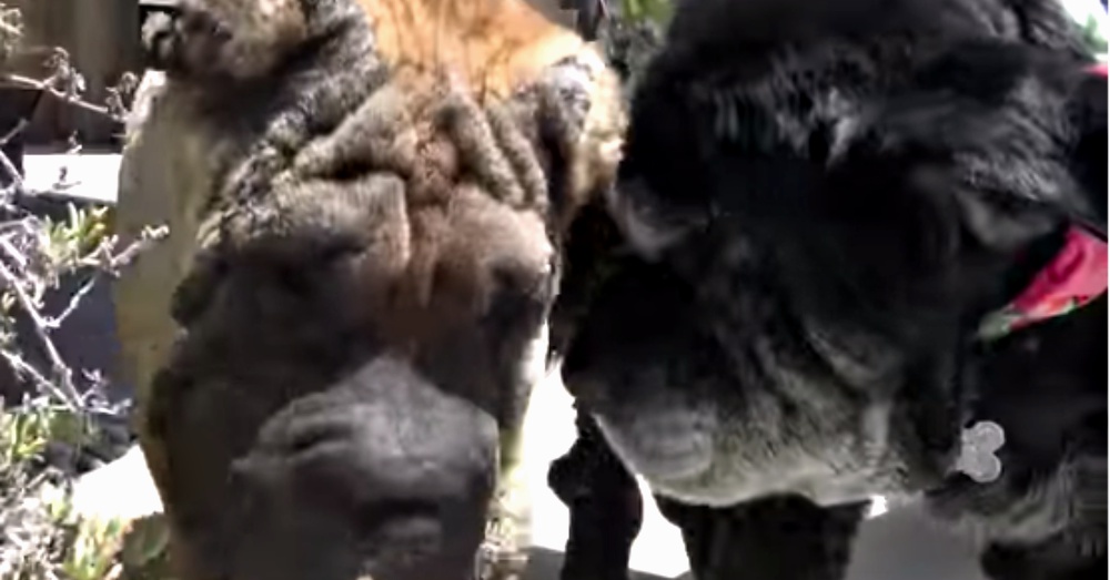 Screen Shot: YouTube/Hope For Paws