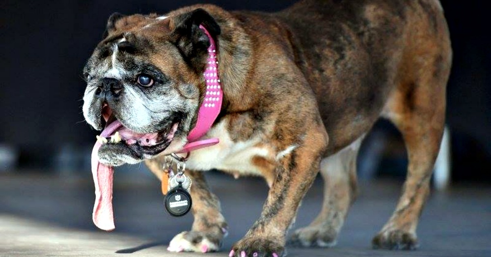Photo: Facebook/Dog Treat Smart