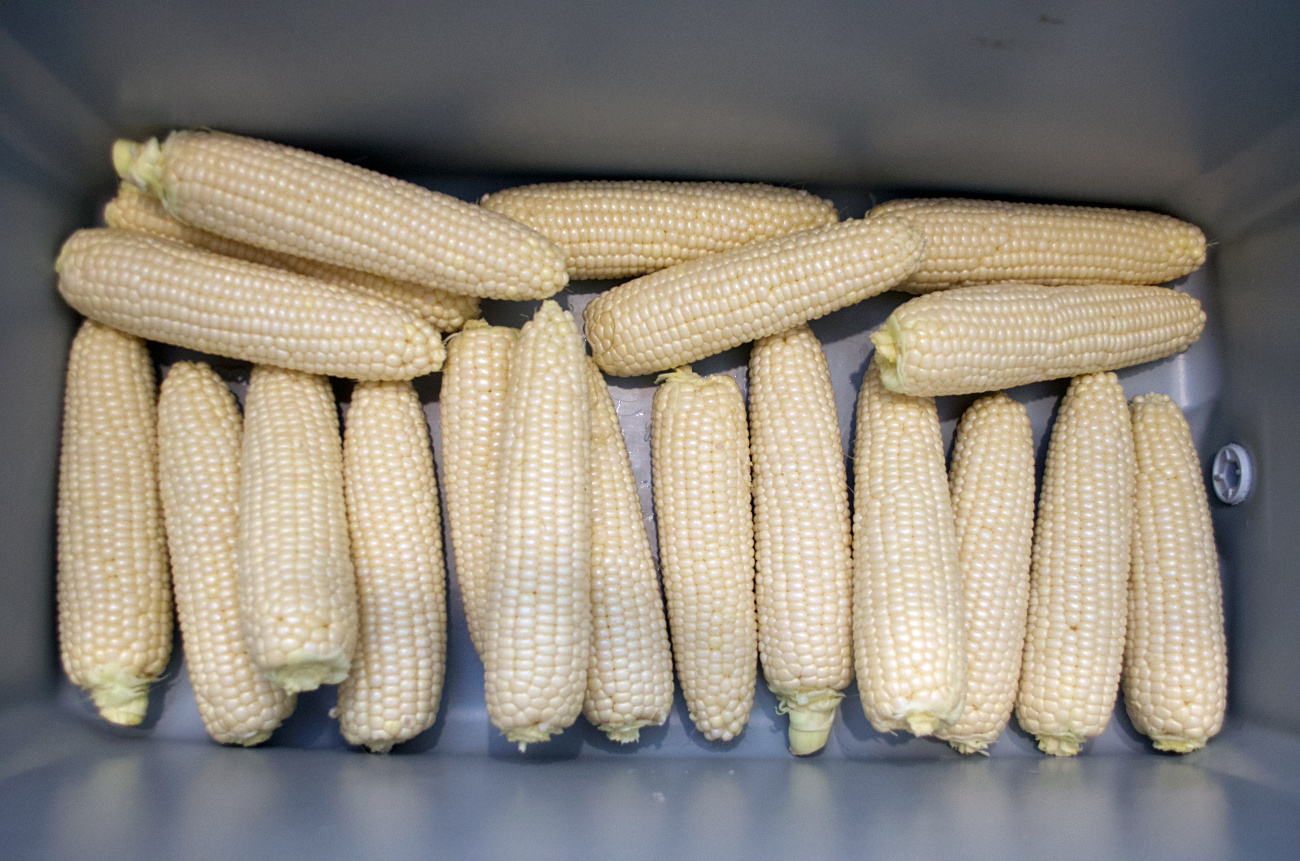 Cooler Corn 12 Tomatoes