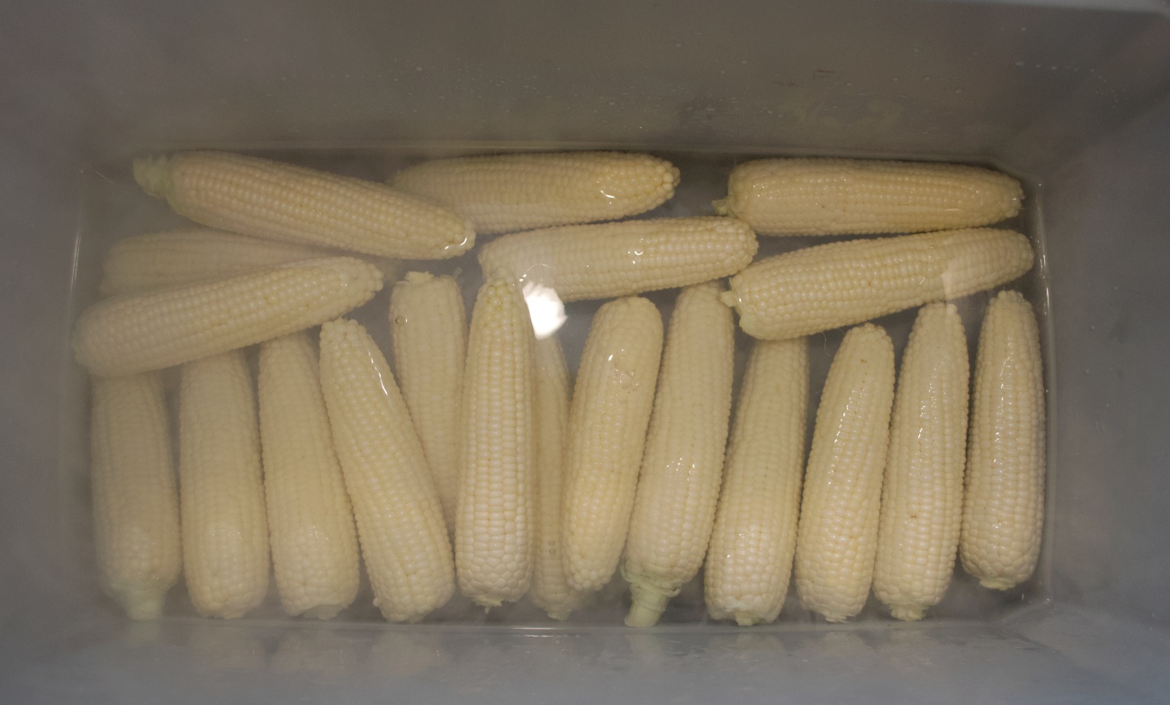 Cooler Corn 12 Tomatoes