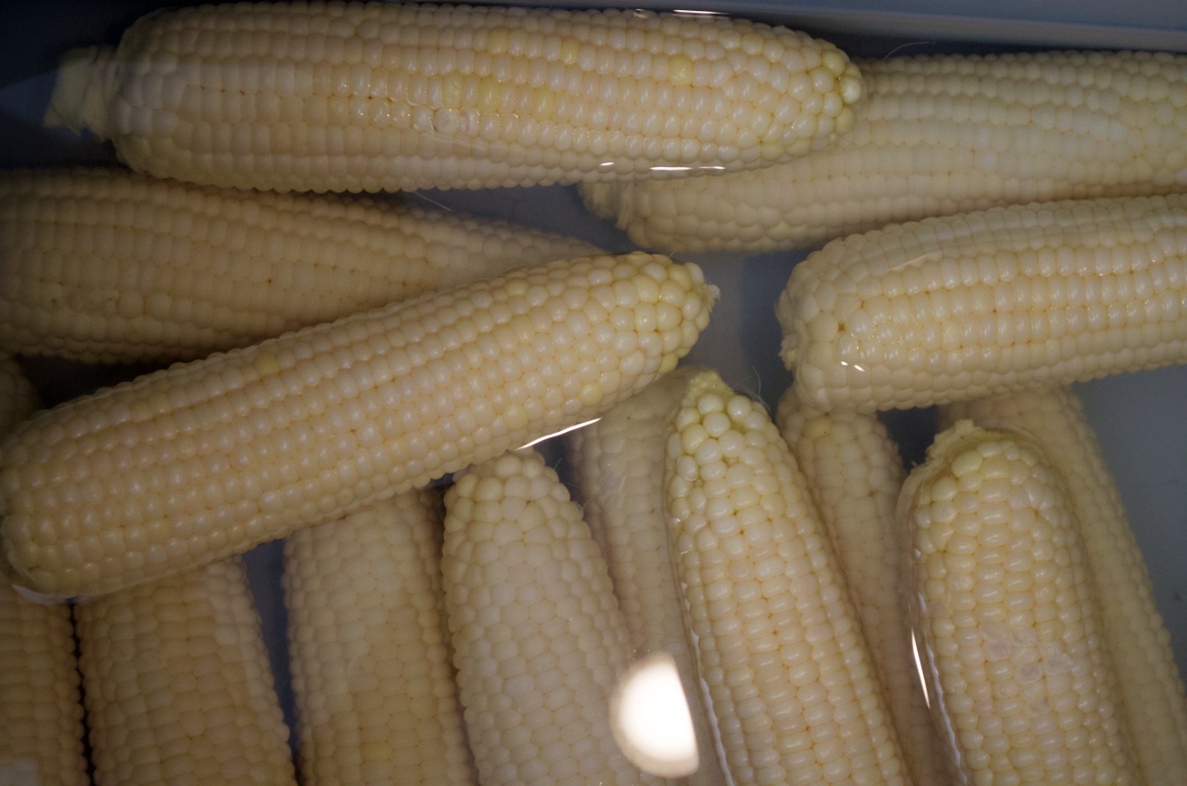 Cooler Corn 12 Tomatoes