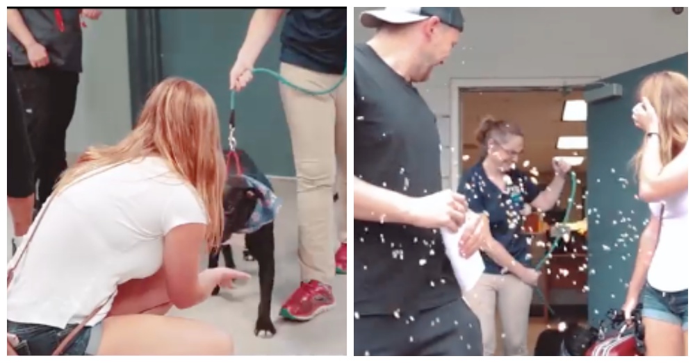 Screen Shots: Facebook/Lake County Florida Animal Shelter