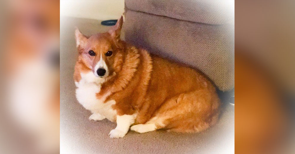 Source: Goodfullness Crawford's Corgi Abby.