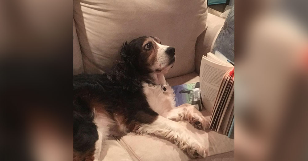 Source: Goodfullness Danielle DiNapoli's dog Scruffles.