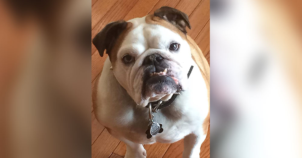 Source: Goodfullness Tara Fiet's dog, Ranger.