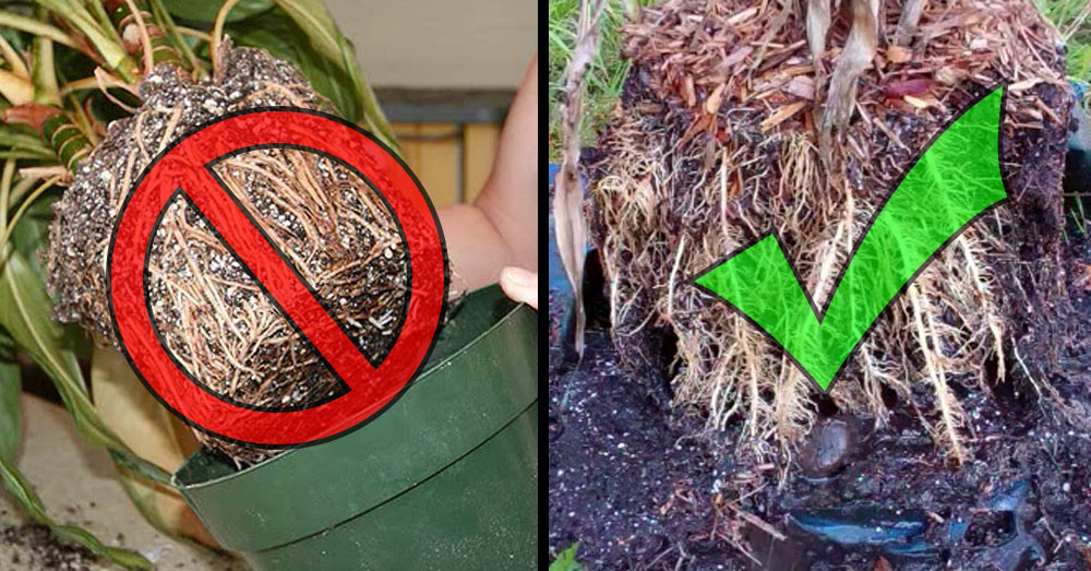 air pruning 2