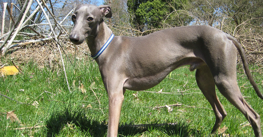 Source: flickr/madaise Alabama Rot is now spreading through the U.K.