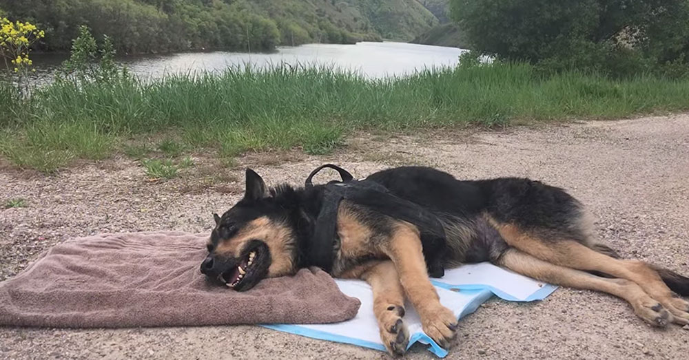 Source: YouTube/FOX 13 News Utah Balto lost the use of his limbs after a few happy years back at home.
