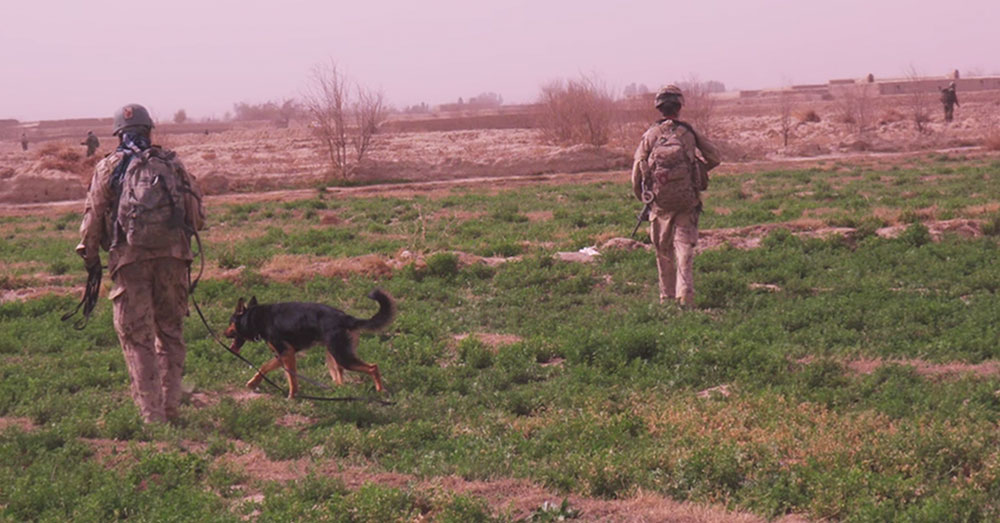 Source: YouTube/FOX 13 News Utah Logie and Balto were minesweepers in Afghanistan.
