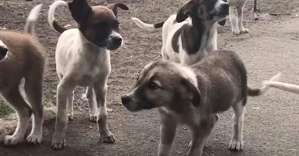 Source: YouTube/The Dodo The wild dogs of Chernobyl have flourished since the disaster in 1986.