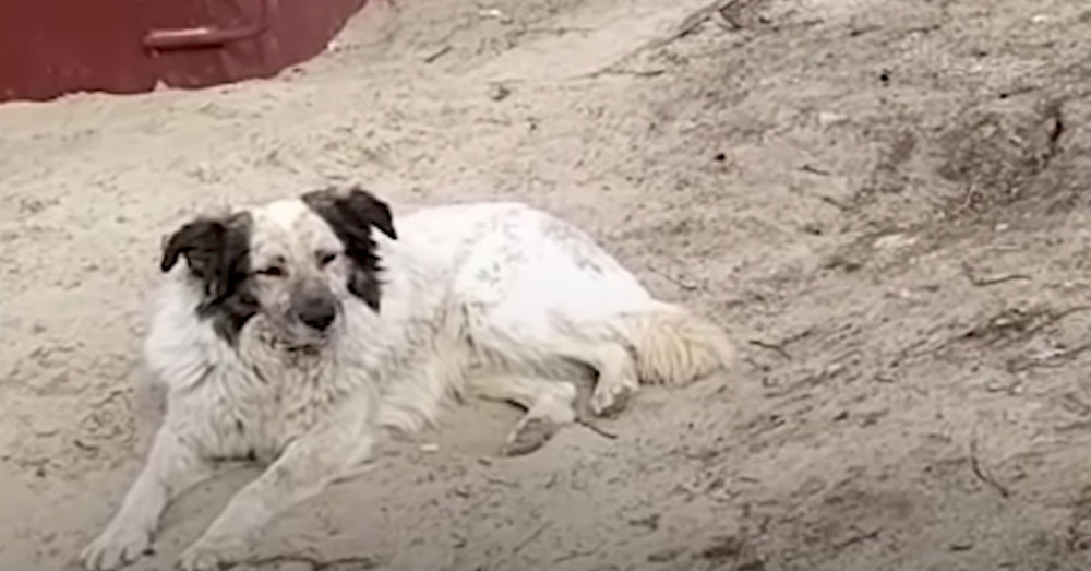 Source: YouTube/The Dodo Harsh climates are the dogs' biggest threat.