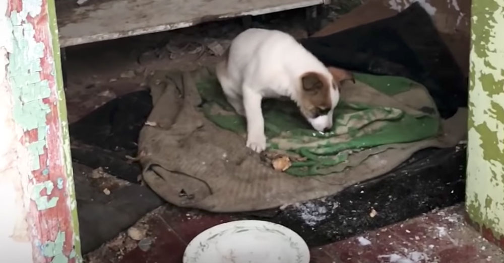 Source: YouTube/The Dodo Without a reliable source of food or shelter, many of the animals don't live to see a sixth birthday.