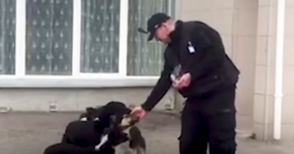 Source: YouTube/The Dodo A contract worker feeds dogs near Chernobyl.