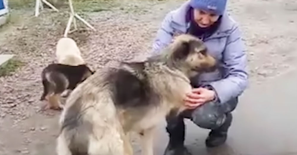 Source: YouTube/The Dodo A woman pets one of the dogs near Chernobyl.