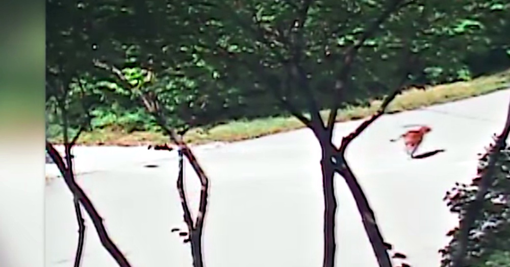 Screen Shot: YouTube/Caters Clips