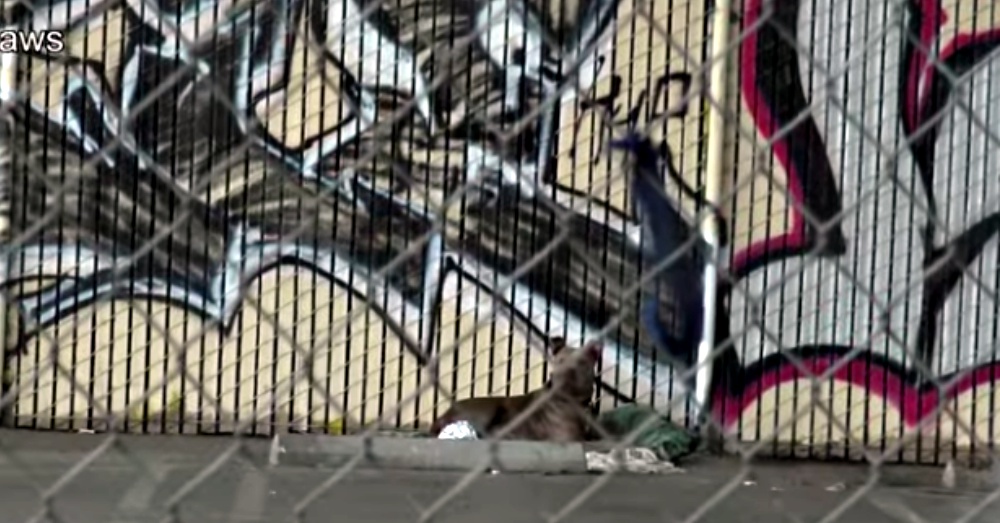 Screen Shot: YouTube/Hope For Paws