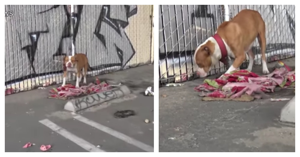 Screen Shot: YouTube/Hope For Paws