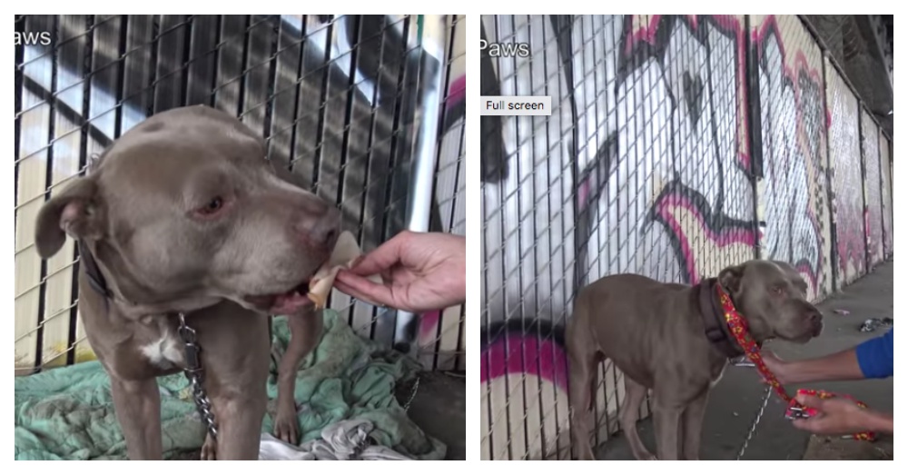 Screen Shots: YouTube/Hope For Paws