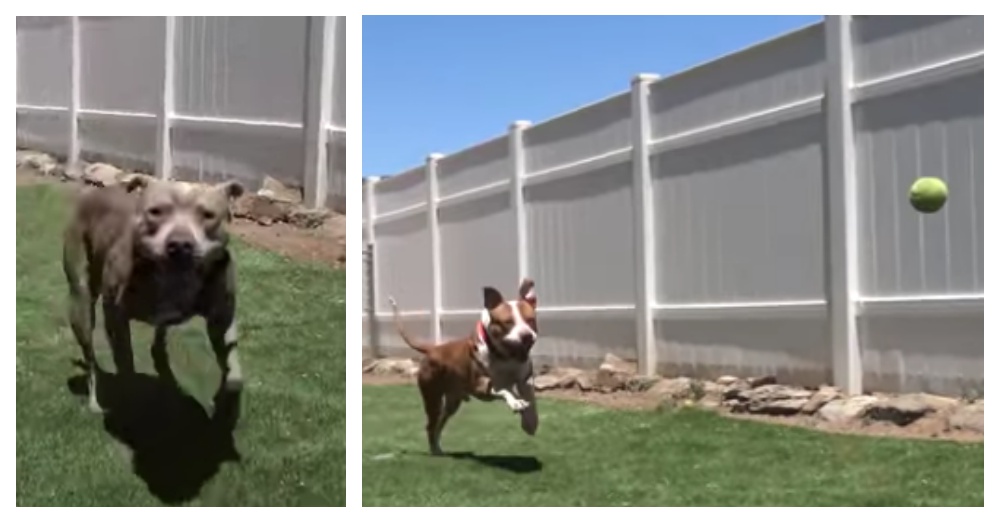 Screen Shots: YouTube/Hope For Paws