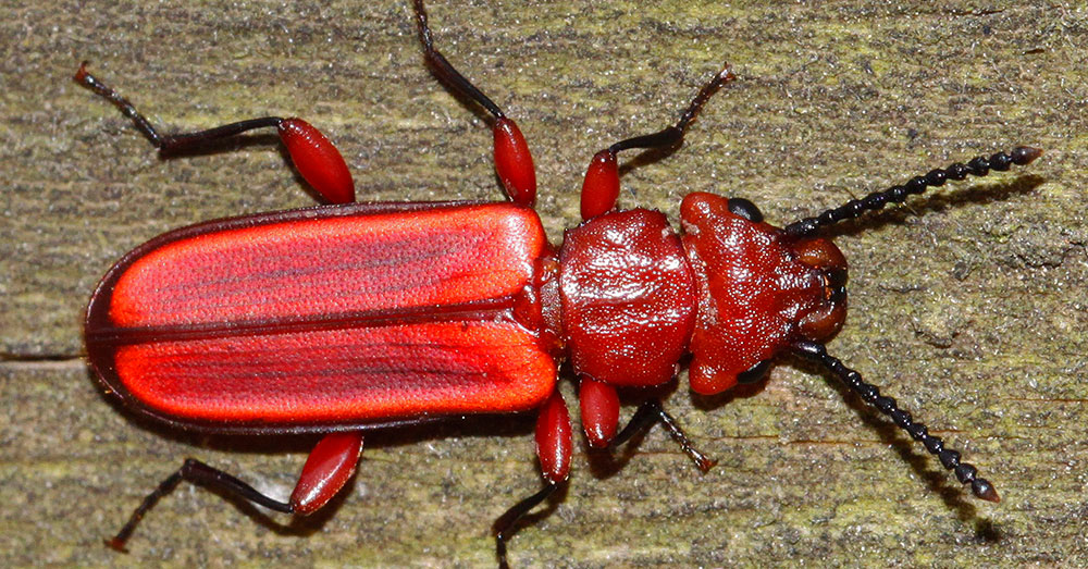 Source: Wikimedia Commons Red Flat Bark Beetle