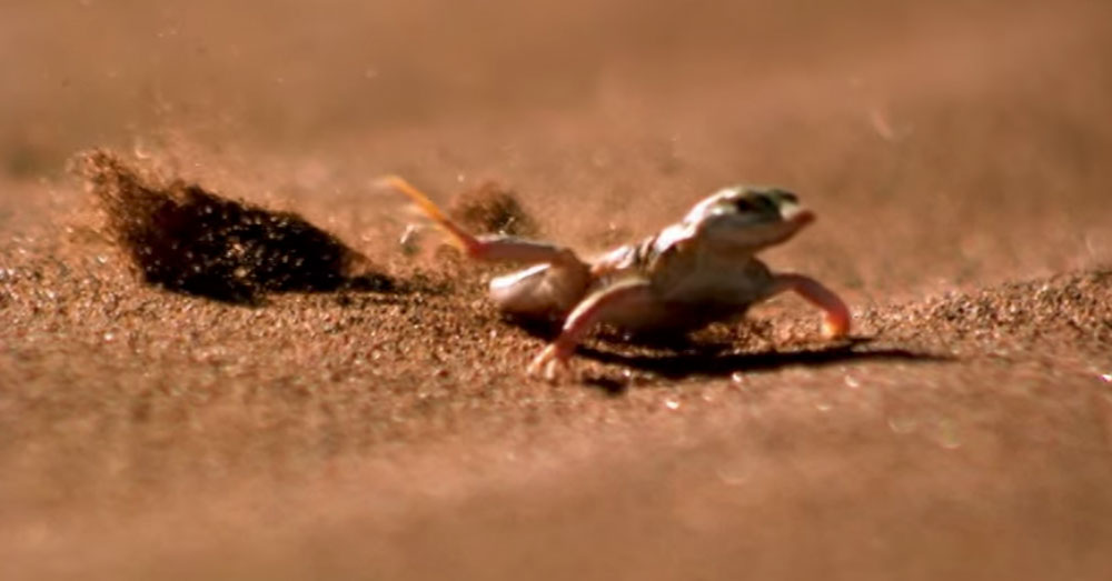 Source: YouTube/Smithsonian Channel Shovel-Snouted Lizard