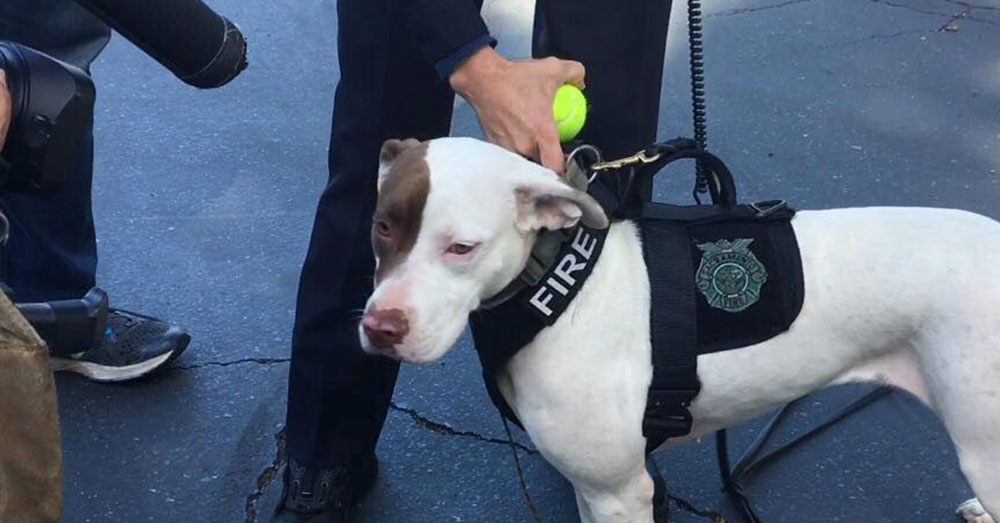 Source: Facebook/Sacramento Fire Department Flash the fire accelerant detection dog.