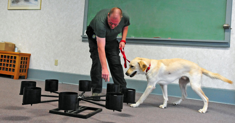 Source: flickr/State Farm Dogs like Flash go through rigorous training to achieve certification.