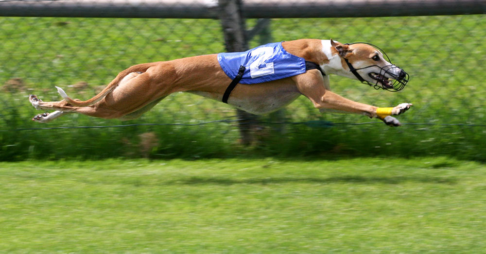 Source: Wikimedia Commons Greyhound racing was banned in New South Wales in 2016, but the ban was overturned.