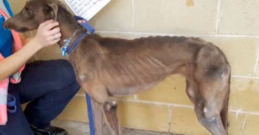 Source: YouTubeVito Babb Greyhounds found on the property were seriously ill, and showing signs of neglect.