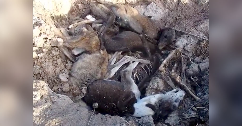 Source: YouTubeVito Babb The greyhounds were found in various stages of decomposition, possibly meaning they were not all disposed of at once.