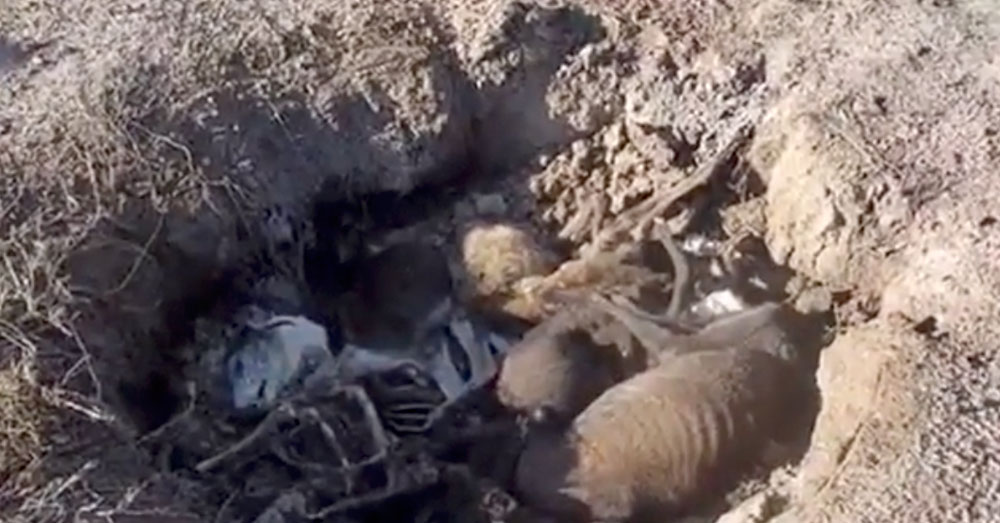 Source: YouTubeVito Babb Greyhound bodies buried in a shallow grave.
