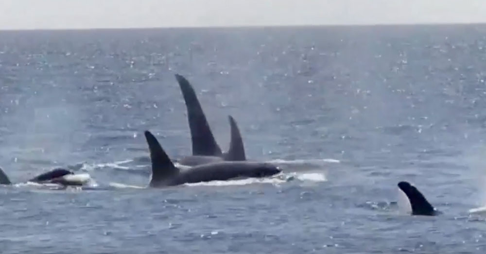 Source: YouTube/Center for Whale Research A pod of Southern Resident killer whales.