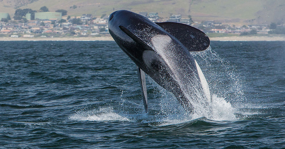 Source: Wikimedia Commons Marine biologists say it's a lack of salmon that's causing the orcas to die out.