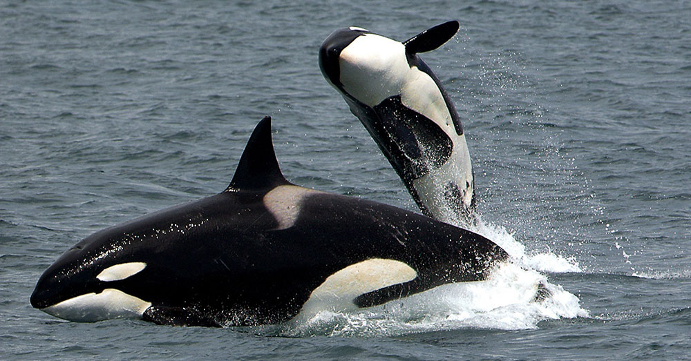 Source: Public Domain Pictures The Southern Resident killer whales have not successfully reproduced in 3 years.
