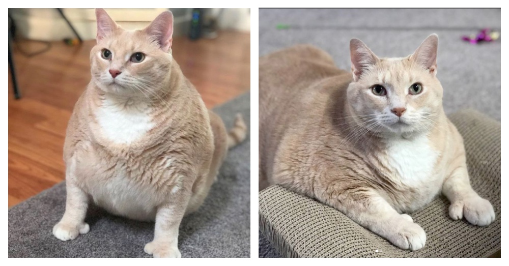 Photos: Instagram/@iambronsoncat