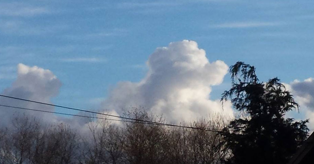 Source: Reddit/u/Jaehnig70 Is this a cat chasing a dog?