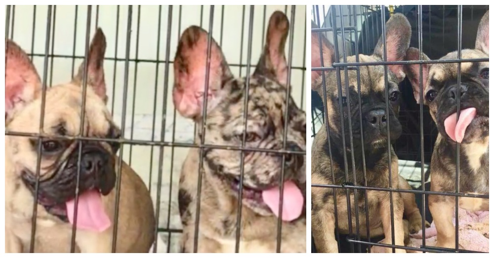 Screen Shots: Facebook/Chicago French Bulldog Rescue