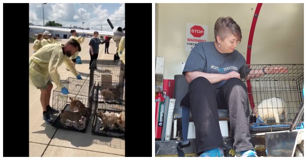 Screen Shots: Facebook/Chicago French Bulldog Rescue