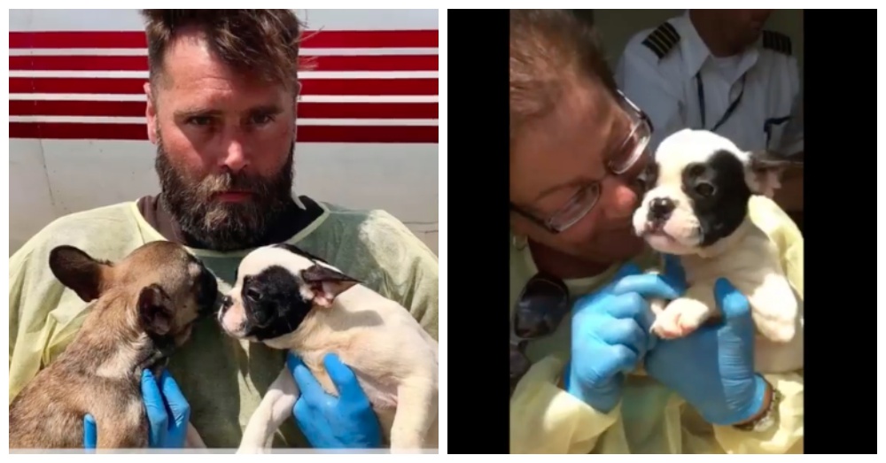 Screen Shots: Facebook/Chicago French Bulldog Rescue