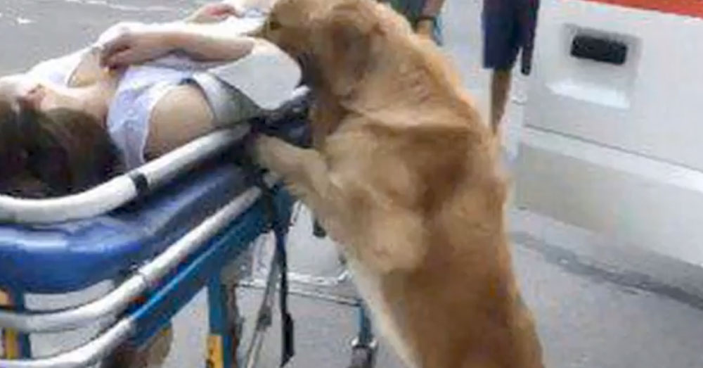 Source: YouTube/·微视界 The dog was circling his human when paramedics arrived.