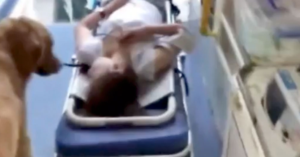 Source: YouTube/·微视界 This loyal pet wasn't about to let his human go off alone.