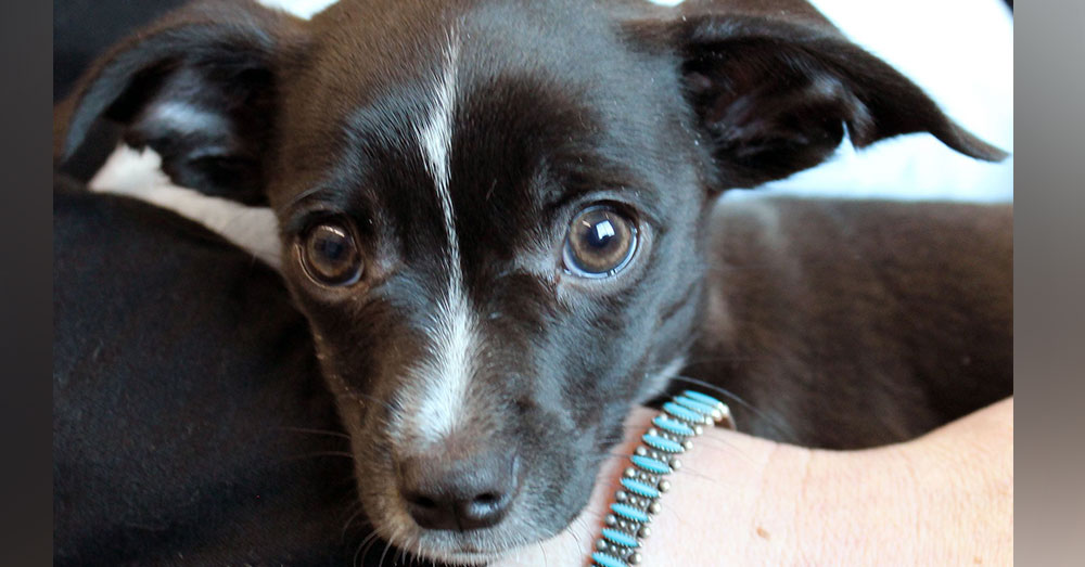Source: Foothills Animal Shelter The animals at the Foothills Animal Shelter are much calmer now.