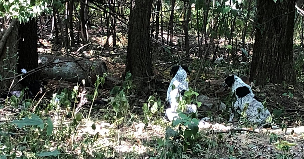Source: Facebook/AHeinz 57 Pet Rescue and Transport More than 20 dogs were seen roaming state forest land in Iowa.