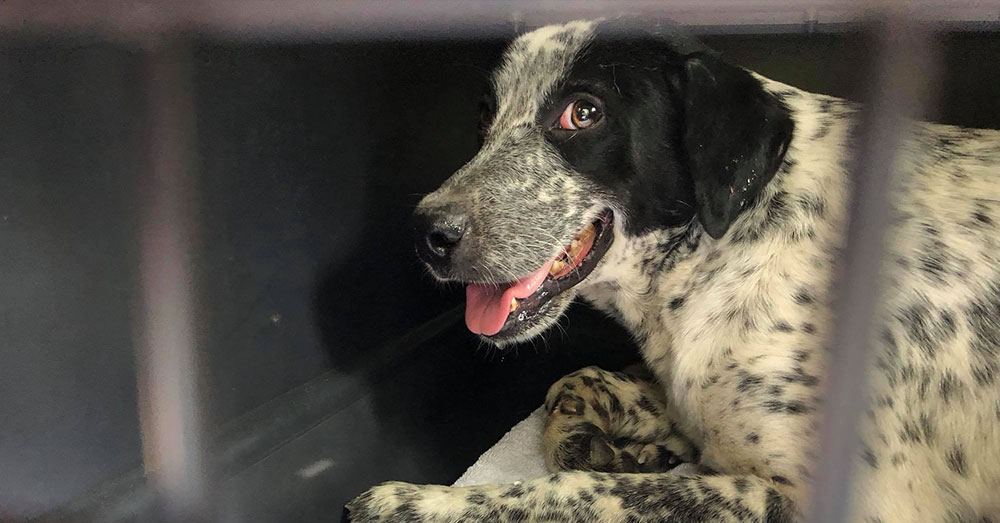 Source: Facebook/AHeinz 57 Pet Rescue and Transport The dogs were coaxed out of hiding by Egg McMuffins.