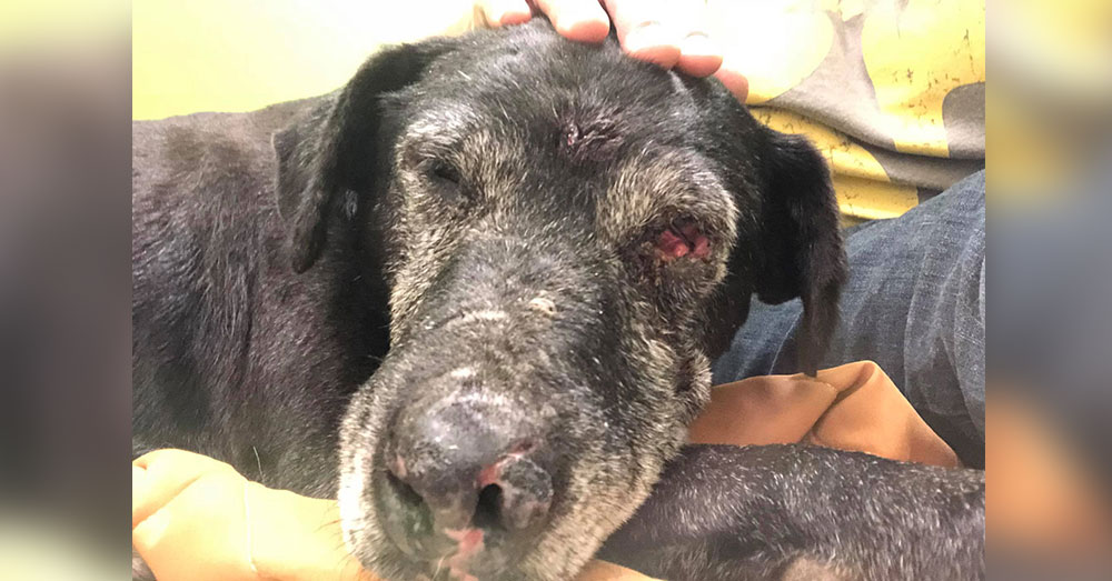 Source: Facebook/AHeinz 57 Pet Rescue and Transport A dog named Ralph suffered from a cut face and an eye infection.
