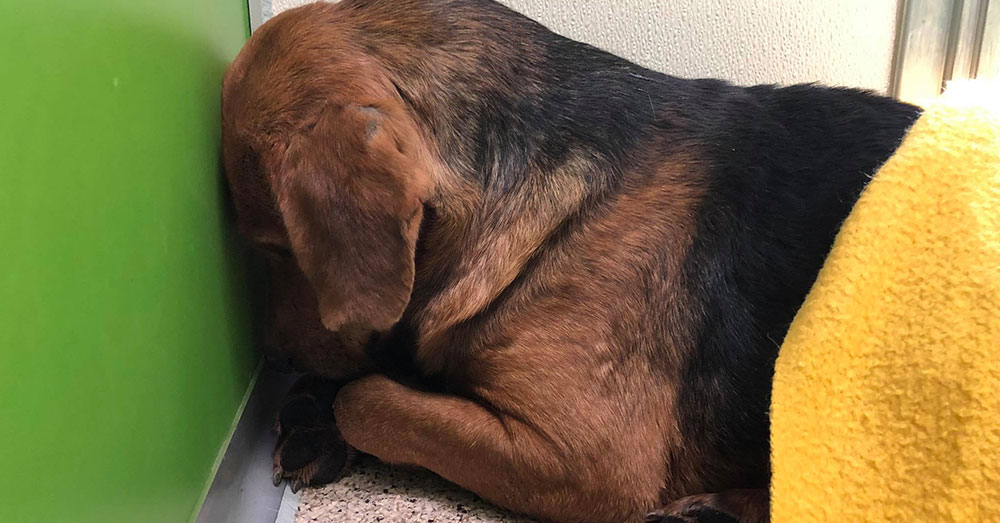 Source: Facebook/AHeinz 57 Pet Rescue and Transport One of the rescued Forest Dogs curls up in a corner.