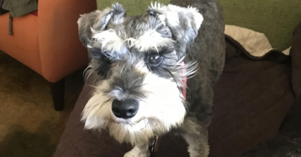 Source: Facebook/Denver, CO - Lost Dogs, Cats & Pets One of the images of Lola, posted to Facebook, Craislist, and PawBoost.