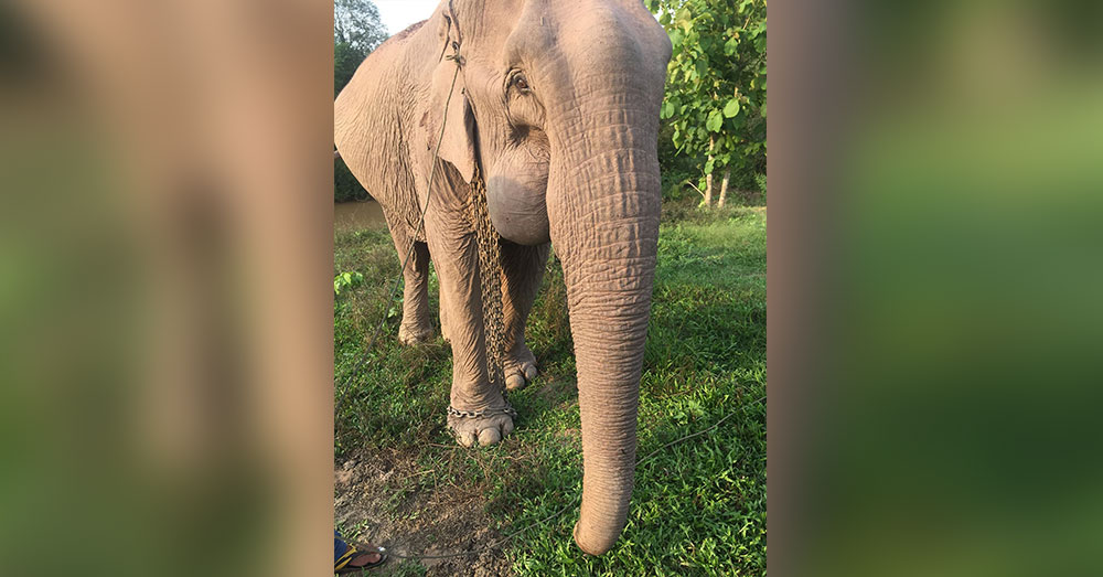 Source: Lek Chailert Like Sivilai, there's no telling how many other elephants may die in logging camps.