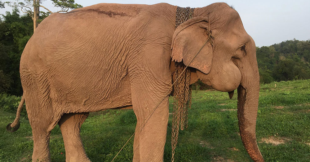 Source: Lek Chailert Sivilai likely died of a serious infection that spread from an abscess in her jaw.